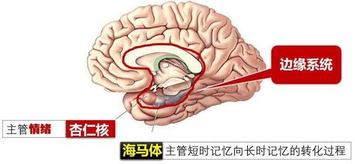 脑声新品丨VisuWalk动物自由活动与步态分析自发痛系统