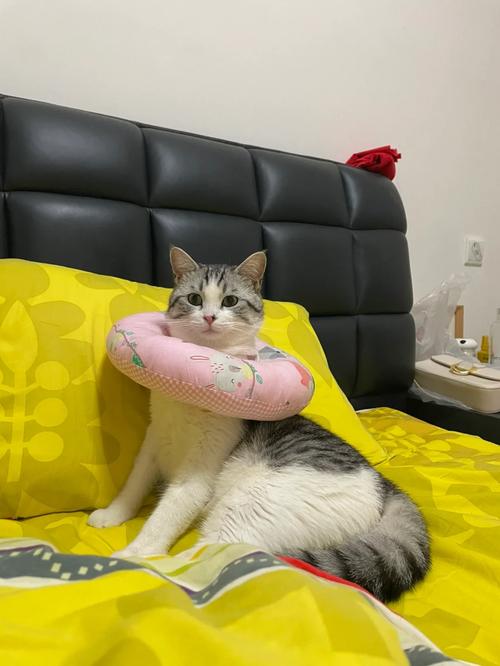 医生,猫咪绝育,会影响发腮吗。