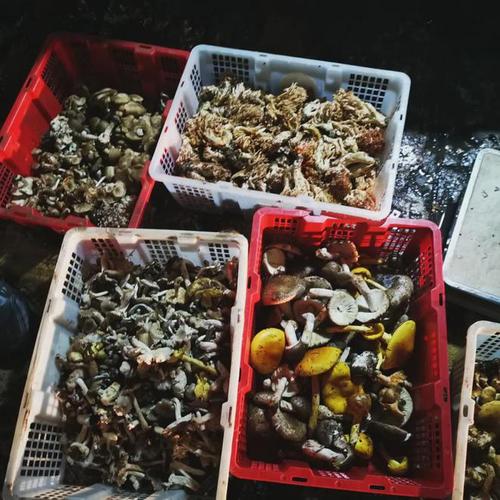 菌子论筐卖,松茸便宜的60一斤凌晨四点的丽江野生菌批发市场好热闹